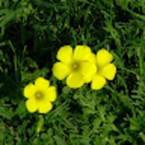 Meet your Posher, Jung